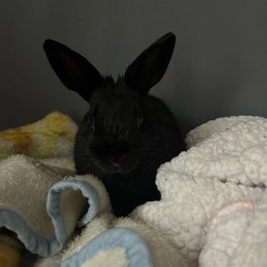 Meet your Posher, Mia